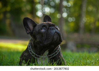 A Black Pug Lying In The Park. Puppy On An Evening Walk. There Is Room For A Text.
