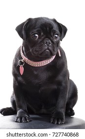 Black Pug Puppy Dog In Diamond Studded Pink Dog Collar With Heart Shaped Name Tag Looking At Camera Isolated On White Background