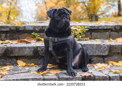 A black pug puppy sits on a stone staircase among yellow autumn leaves. Close-up. - Powered by Shutterstock