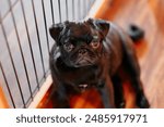 Black pug puppy sitting next to an indoor doggy gate