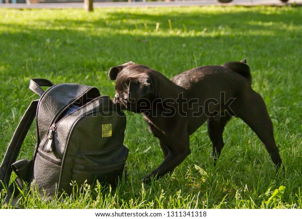 black pug backpack