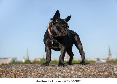 A Black Pug Standing In The Park. A Puppy On An Evening Walk. There Is Room For A Text. The Pet Is Walking In Nature.
