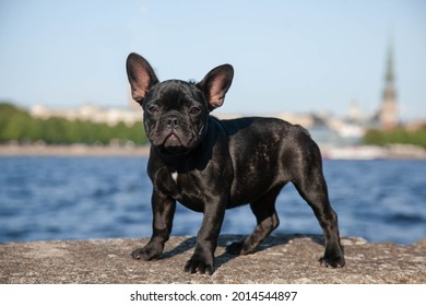 A Black Pug Standing In The Park. A Puppy On An Evening Walk. There Is Room For A Text. The Pet Is Walking In Nature.
