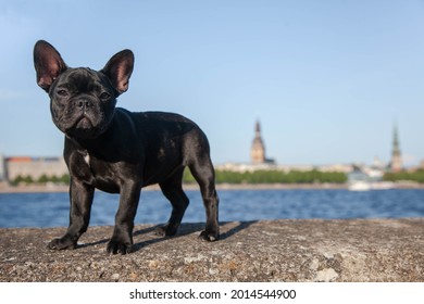 A Black Pug Standing In The Park. A Puppy On An Evening Walk. There Is Room For A Text. The Pet Is Walking In Nature.
