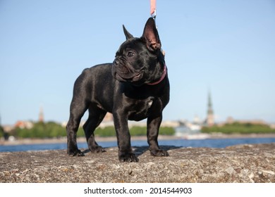 A Black Pug Standing In The Park. A Puppy On An Evening Walk. There Is Room For A Text. The Pet Is Walking In Nature.
