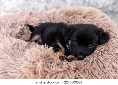 Black puppy with brown legs resting in mattress shag fur looking directly at camera with an endearing.