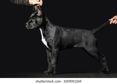 Puppy Growth Images Stock Photos Vectors Shutterstock