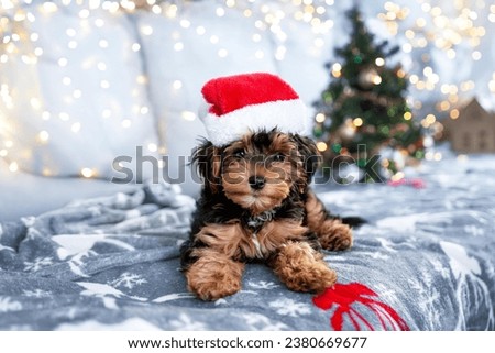 Black puppy cavapoo and Christmas