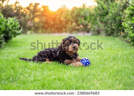 Black puppy cavapoo in garden