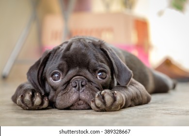 Black puppy pug dog lying on concrete floor. - Powered by Shutterstock