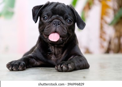pug black colour