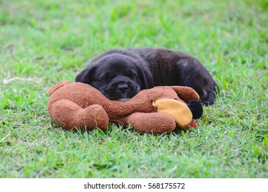 Black Puppy Sleeping With His Favourite Teddy Bear
