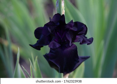 Black Purple Iris Flower Close Up In The Iris Leaves