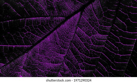 Black And Purple Leaf Veins Background. Black And Purple Leaf Texture Background. Leaf Cells Background.