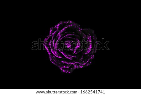 Black and purple rose isolated on black background. Purple flower isolated on black background. Black and purple abstract background.