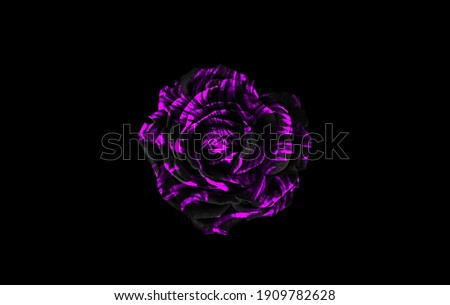 Black and purple rose isolated on black background. Black and purple floral background.