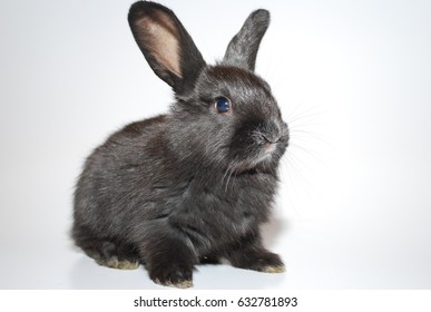 33,621 Rabbit Black Background Stock Photos, Images & Photography ...