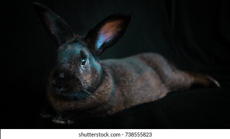 33,621 Rabbit Black Background Stock Photos, Images & Photography ...