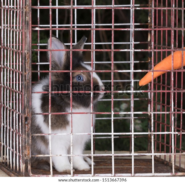 Black Rabbit Cage Stock Photo (Edit Now 