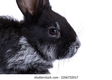 Black Rabbit Isolated On White Background