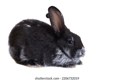 Black Rabbit Isolated On White Background