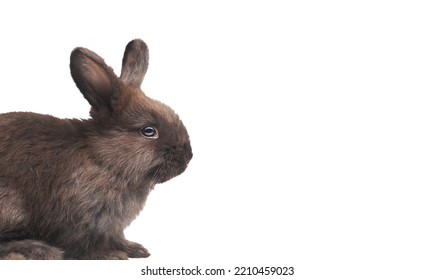 Black Rabbit Isolated On White Background