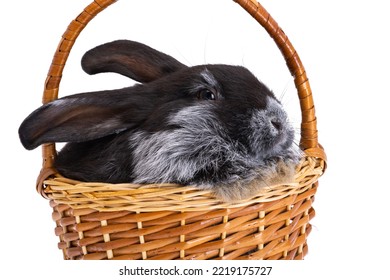 Black Rabbit Isolated On White Background