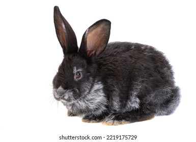 Black Rabbit Isolated On White Background