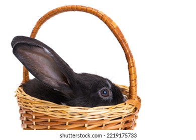 Black Rabbit Isolated On White Background