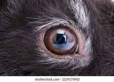 Black Rabbit Isolated On White Background