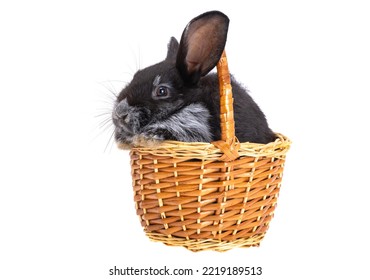 Black Rabbit Isolated On White Background