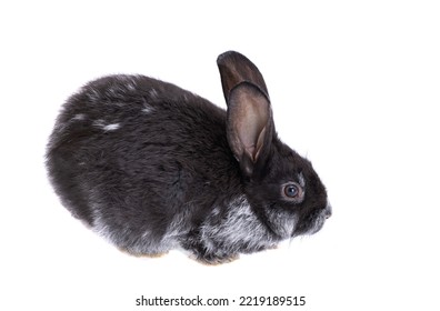 Black Rabbit Isolated On White Background