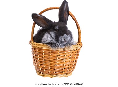 Black Rabbit Isolated On White Background