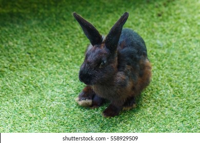 Black Rabbit On Artificial Grass