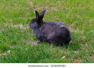 Black rabbit resting in the green grass meadow - Powered by Shutterstock