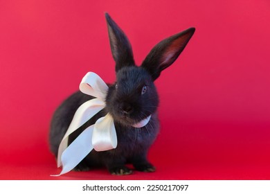 black rabbit with white ribbon on red  magenta background. gift for valentine's day, declaration of love. year of the bunny 2023. happy easter - Powered by Shutterstock