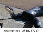 Black Racer in Central Florida