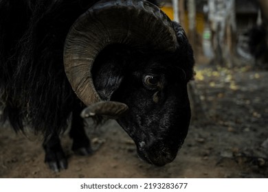 Black Ram Animal Closeup Portrait Stock Photo 2193283677 | Shutterstock