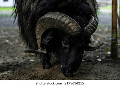 Black Ram Animal Closeup Portrait Stock Photo 2193634215 | Shutterstock