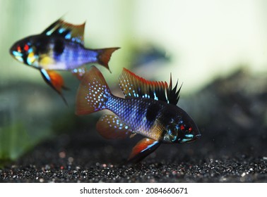 Black Ram cichlid fish (Mikrogeophagus ramirezi) - Shutterstock ID 2084660671