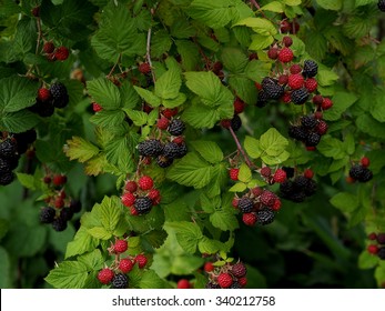  Black raspberries in garden
