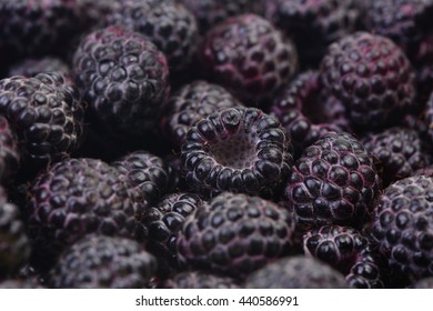 Black Raspberry 