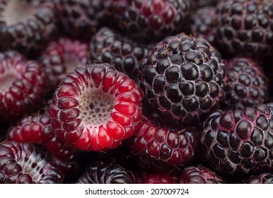 Black raspberry Cumberland closeup background