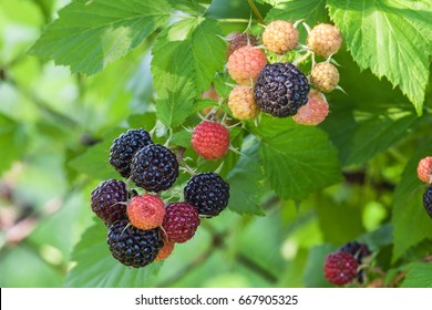 Black raspberry (Rubus occidentalis) of berries ripening closeup