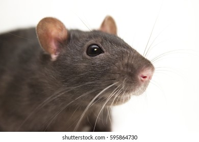 Black Rat