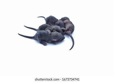 Black Mouse Babies Stock Photos Images Photography Shutterstock