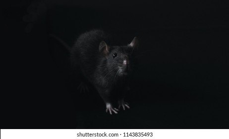 Black Rat In Dark