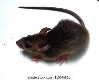 Black Rat Isolated On White 