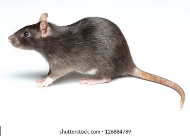 Black Rat Isolated On White