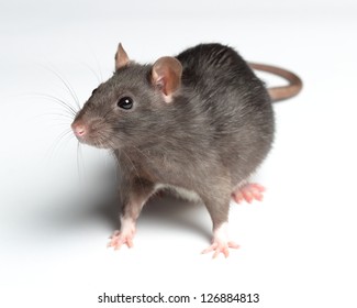 Black Rat Isolated On White